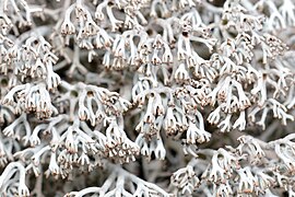 Photo of the many branching arms of a fruticose lichen