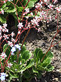 Pyrenean saxifrage (S. umbrosa), ancestor to horticultural hybrid saxifrages