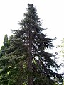 A Spanish fir in Tasmanian botanical gardens