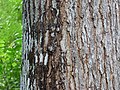 Bark pattern on mahogany tree.