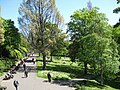 Guernsey Elm (left centre) leafing early summer (Princes Street Gardens, Edinburgh)