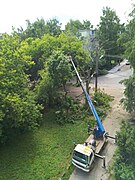 Felling in urban setting in Russia. Telescopic handler and chainsaw are used.