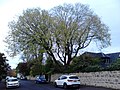 Old hybrid elm, Trinity Road, 2017