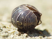 The same dark grey isopod, now curled up, its head almost tucked into its tail.