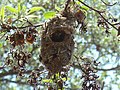 Nest eines Amethystglanzköpfchens (Chalcomitra amethystina) in Südafrika