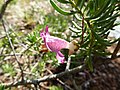Eremophila alternifolia in Kings Park, Perth