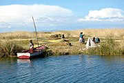 Uros harvesting totora on Lake Titicaca, used traditionally to build reed boats