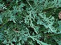 Juniperus horizontalis 'Wiltonii' as a garden plant