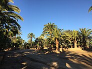 P. canariensis (Canary Island date palm) collection at South Coast Wholesale Nursery, San Diego, California