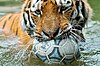 Nobody steals the ball from Tiger.-- I Jethrobot (talk · contribs) 01:12, 18 July 2013 (UTC)