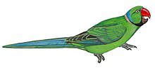 Illustration of a green parrot