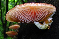 A side view of a light-pink mushroom cap growing on the side of a tree, revealing gills of different lengths. Small drops of yellow liquid are visible on the stem.