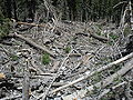 Cathedral Rock Trail Avalanche chute: Destruction of trees taken on June 1, 2008
