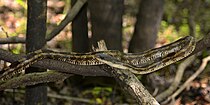Texas rat snake (Pantherophis obsoletus) in Liberty County