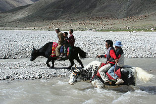 Yaks in Gilgit-Baltistan, Pakistan