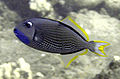 The gilded triggerfish is among the few sexually dimorphic triggerfish. The female lacks the blue throat and yellow fin-edging.