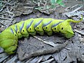 A caterpillar of death's-head hawkmoth