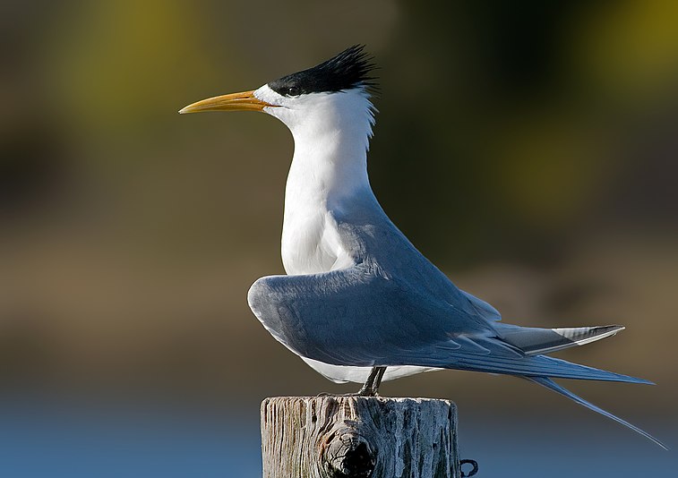 A Crested Tern in breeding plumage displaying