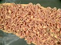 Abaxial surface of Cycas revoluta microsporophyll, showing microsporangia