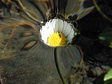A daisy. The entirety of the flower lies below the level of the (undisturbed) free surface. The water rises smoothly around its edge. Surface tension prevents water from displacing the air between the petals and possibly submerging the flower.