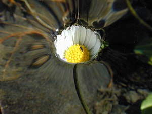 Partially submerged daisy illustrating surface tension