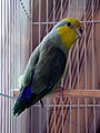 Yellow-faced parrotlet (Forpus xanthops)