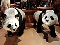 Giant pandas named "Fei Fei" (left) and "Tong Tong" (right)