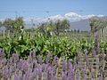 A vineyard with the Andes in the background.