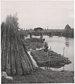 Hemp sheaves being stacked into rafts for the maceration process in Indre-et-Loire in 1959.