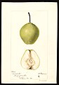Sudduth pear - watercolor 1895