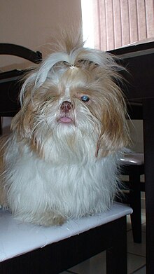 Image of a Shih Tzu dog