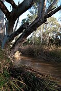 Sturt River in Adelaide
