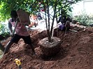 Transplanting / Tree transplantation in Kerala