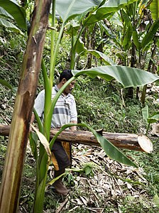 2. Abacá plants are harvested by "topping", cutting the leaves with a bamboo sickle, cutting or "tumbling" the stalks. The leaves are compost on the ground, creating a fertiliser.