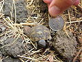 Baby tortoise, less than a day old