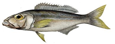 Bathybatini (E): Bathybates ferox is benthic and piscivorous, but the genus also includes pelagic species.[36] The tribe is sometimes split in three, others being Hemibatini and Trematocarini[45][46]