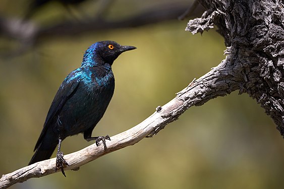 Cape starling (Red-shouldered glossy-starling) (lamprotornis nitens) in Halali, Etosha, Namibia