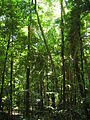 Image 18The Daintree Rainforest (from Tree)