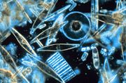 Some marine diatoms – a key phytoplankton group