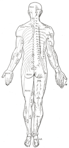 Dorsal aspect. Ventral and lateral cutaneous branches labeled at center right.
