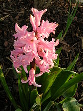 Pink hyacinth flowers