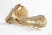 Dolphin skull with white background