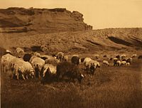 Navajo Flocks, c. 1904[41]