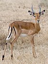 A male impala in the Serengeti