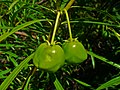 Cascabela thevetia (syn.Thevetia peruviana)