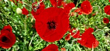 A close-up of a bright red poppy flower