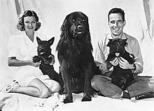 Publicity photo of a smiling Bogart and Mayo Methot with their three dogs