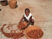 Boy collecting beans after drying