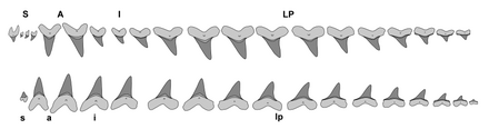 Illustration of the teeth inside a jaw of C. mantelli