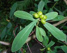 Daphne giraldii – unripe fruits